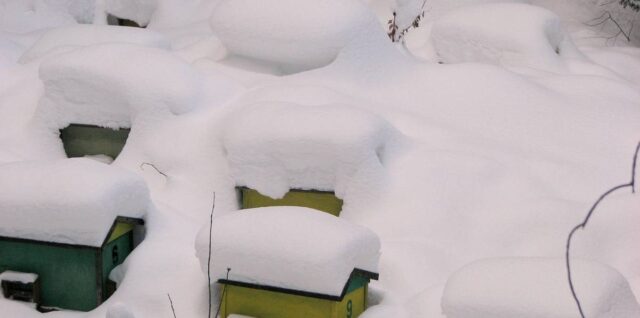 apiculture pendant l'hiver